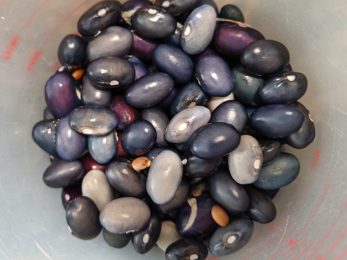 A picture of the Black Beans recipe.